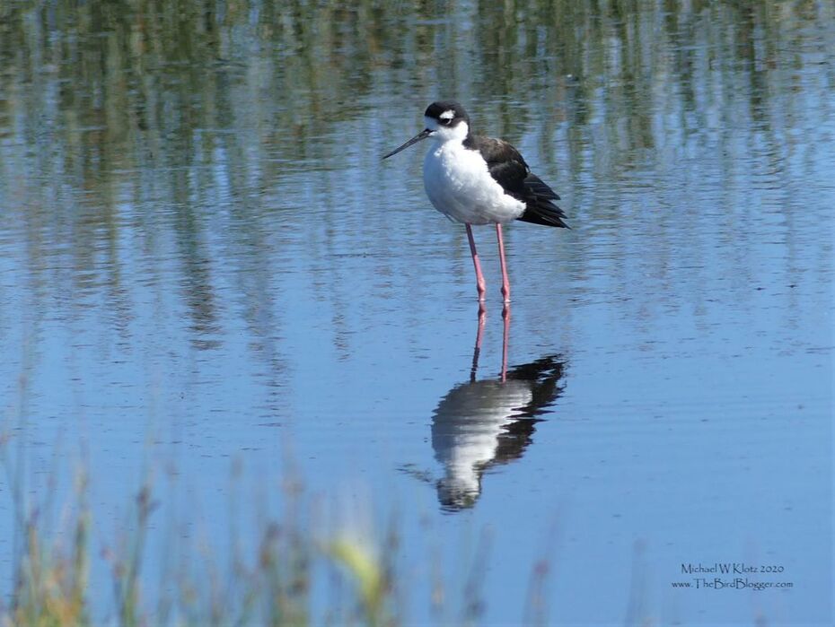Black-necked Stilt - Frank Lake, AB        This bird reminds me of a sandpiper copying a Killer Whale with the white eye spot. They are one of two waders that are fond of salt lakes for breeding along with the American Avocet. This bird would be at the northern end of his range here in Alberta, Canada with a large population year round in Mexico and found as far south as Brazil. This particular bird was wading around the shallows at Frank Lake.                    Michael W Klotz 2019 - www.TheBirdBlogger.com Picture