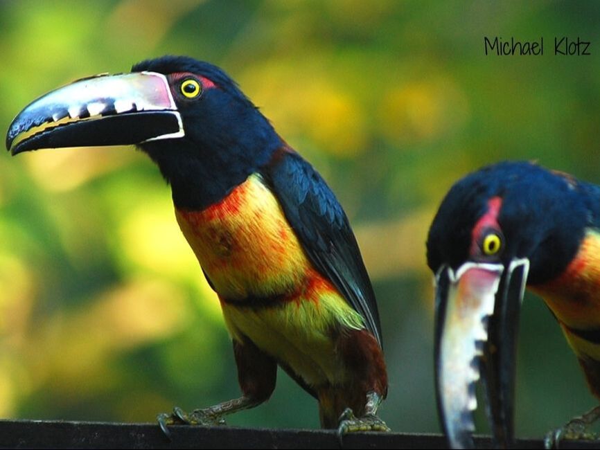 Papaya was on the morning menu at Crystal Paradise Resort near San Ignacio. A flock of 5 wild birds dropped by for the fruit left out which took no time at all to disappear. The toucans are small in comparison to the Keel-billed Toucan which is the national bird of Belize.