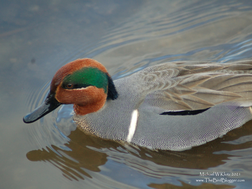 Green-winged Teal - Burnaby Lake Picture