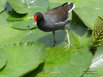 Common Gallinule - Selva Negra, Nicaragua          Working the large lilly pads in the pond at Selva Negra, this parent was looking for breakfast for her young. If you came too close, a call went out to the babies picking their way though the floating leaves to move away from the perceived danger and into the water. These water fowl are found in most of Central America and a good portion of South America. As many of the folks in the east and south can also vouch, they are a summer resident of the eastern United States and southern most regions of eastern Canada and hang out year round in the southern states            Michael W Klotz - www.TheBirdBlogger.com Picture