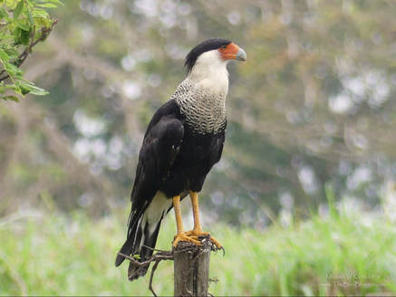 Crested Caracara - Sapoa, Nicaragua      This is one of the larger species in the falcon family and it is a scavenger at heart. the bare skin on the face make sure that nothing sticks when eating. They are omnivores and eat live prey and vegetable mater as well as carrion. They are typically found walking the open plains looking for something to eat. This encounter was on the side of the road and there were many of the birds and it led me to believe that there might be some kind of march across the highway the night before?          Michael W Klotz - www.TheBirdBlogger.com Picture