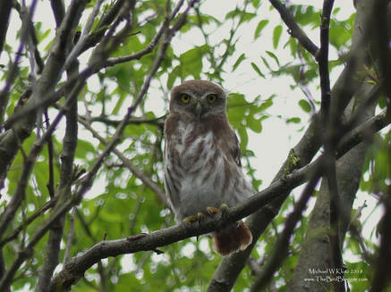 Ferruginous Pygmy-owl - Playa Marsella, Nicaragua     Overlooking Playa Marsella was several homes within the forest. A closer look revealed three Pygmy owls sitting among the branches of an overhanging tree to the road. On further inspection, they were waiting for mom and dad to bring back food. The little ones were voracious and the parents could barely keep up. It would appear that the three birds were ready to head off on their own very soon. Most pygmy owls are active in the twilight hours, but based on the amount of food being handed over, daytime was needed to fill the void.              Michael W Klotz - www.TheBirdBlogger.com