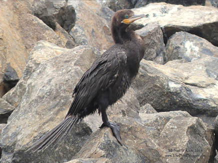 Neotropic Cormorant - San Juan del Sur, Nicaragua      I don't get to watch the miniature versions of our double crested cormorants but there were plenty in San Juan del Sur. This photo was on the breakwater just of the docks on the south side of the bay where they were drying off from a swim near the shore. They are very adept at fishing the surf and I am guessing that they use the bubbles as cover. As always, the blue-green eye is always striking.         Michael W Klotz - www.TheBirdBlogger.com Picture