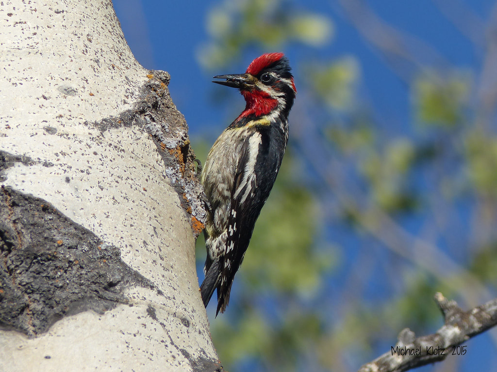 Red-naped Sapsucker - Anarchist Mountain, BC         This male Red-naped Sapsucker was headed back to the homestead to drop some food for his young family. He checked me out a couple times and then disappeared within the trunk of the tree. The female was much more efficient in bringing meals to the home as she was there 2/3 more than fancier male. The poplar and the sapsuckers were found on Anarchist Mountain just east of Osoyoos, BC.               Michael W Klotz 2020 - www.TheBirdBlogger.com Picture